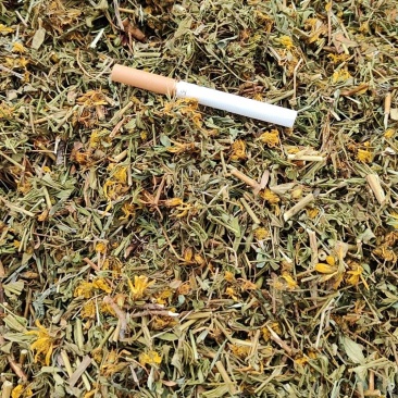 贯叶连翘片段，通过人工捡杂草