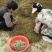 贯叶连翘片段，通过人工捡杂草