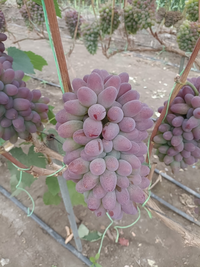 【推荐】茉莉香葡萄，大量供应产地直发一手货源全国发货