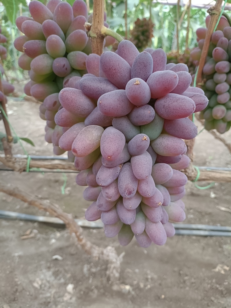 【推荐】茉莉香葡萄，大量供应产地直发一手货源全国发货