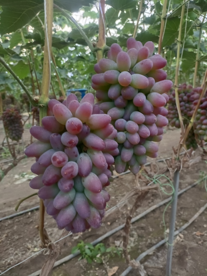 【推荐】茉莉香葡萄，大量供应产地直发一手货源全国发货