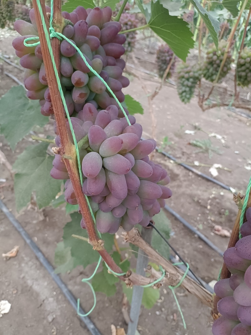 【推荐】茉莉香葡萄，大量供应产地直发一手货源全国发货