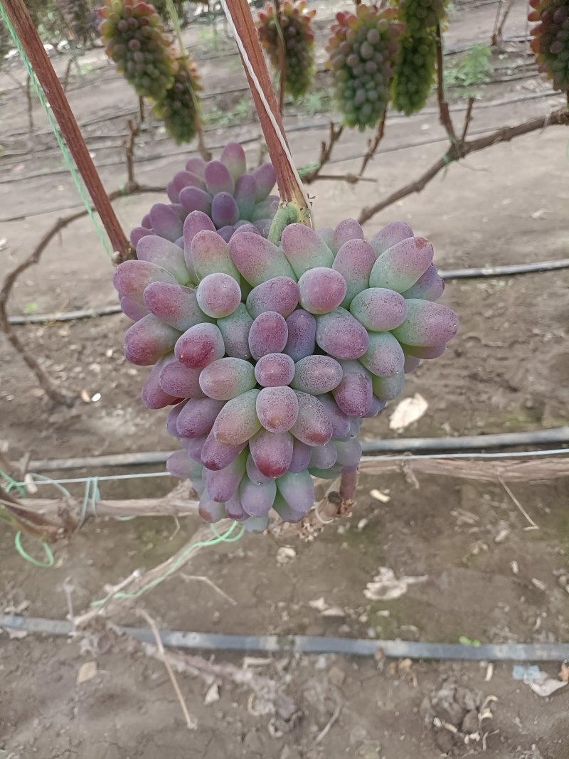 【推荐】茉莉香葡萄，大量供应产地直发一手货源全国发货