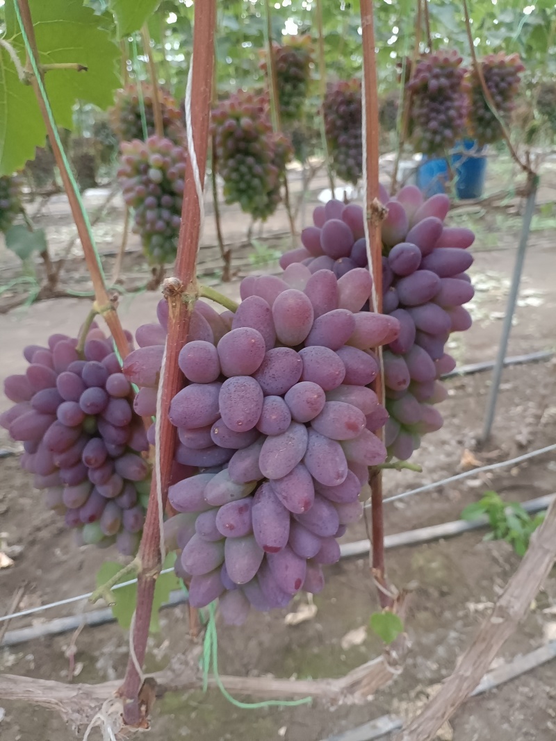 【推荐】茉莉香葡萄，大量供应产地直发一手货源全国发货