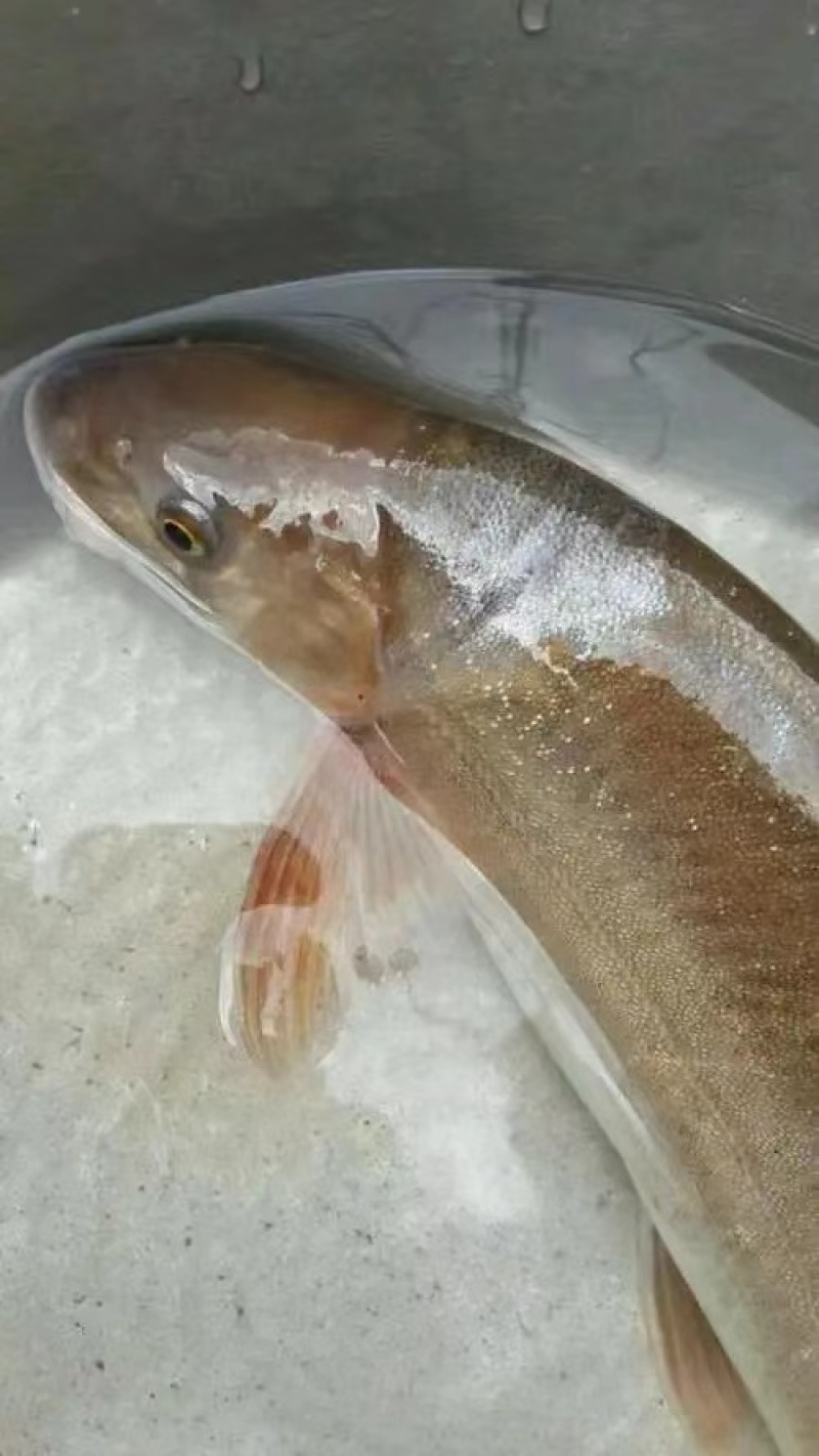 生态雅鱼出售