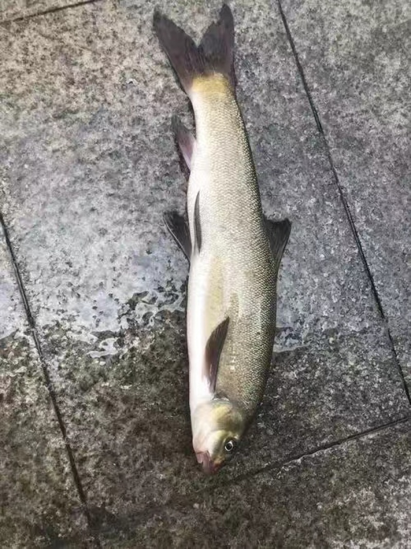 生态雅鱼出售