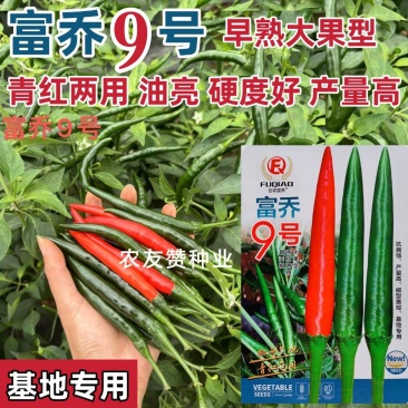 富乔9号大果型朝天椒种子青红两用硬度好油亮型早熟特大号