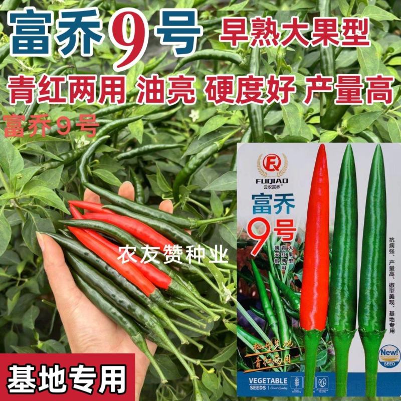 富乔9号大果型朝天椒种子青红两用硬度好油亮型早熟特大号