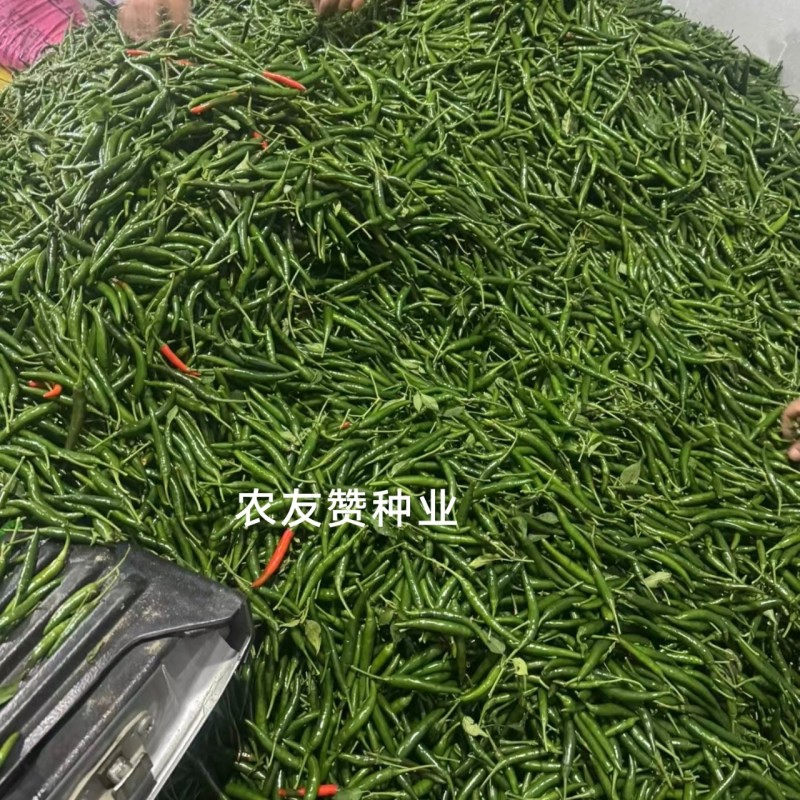 富乔9号大果型朝天椒种子青红两用硬度好油亮型早熟特大号