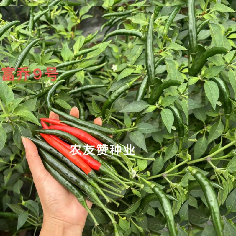 富乔9号大果型朝天椒种子青红两用硬度好油亮型早熟特大号