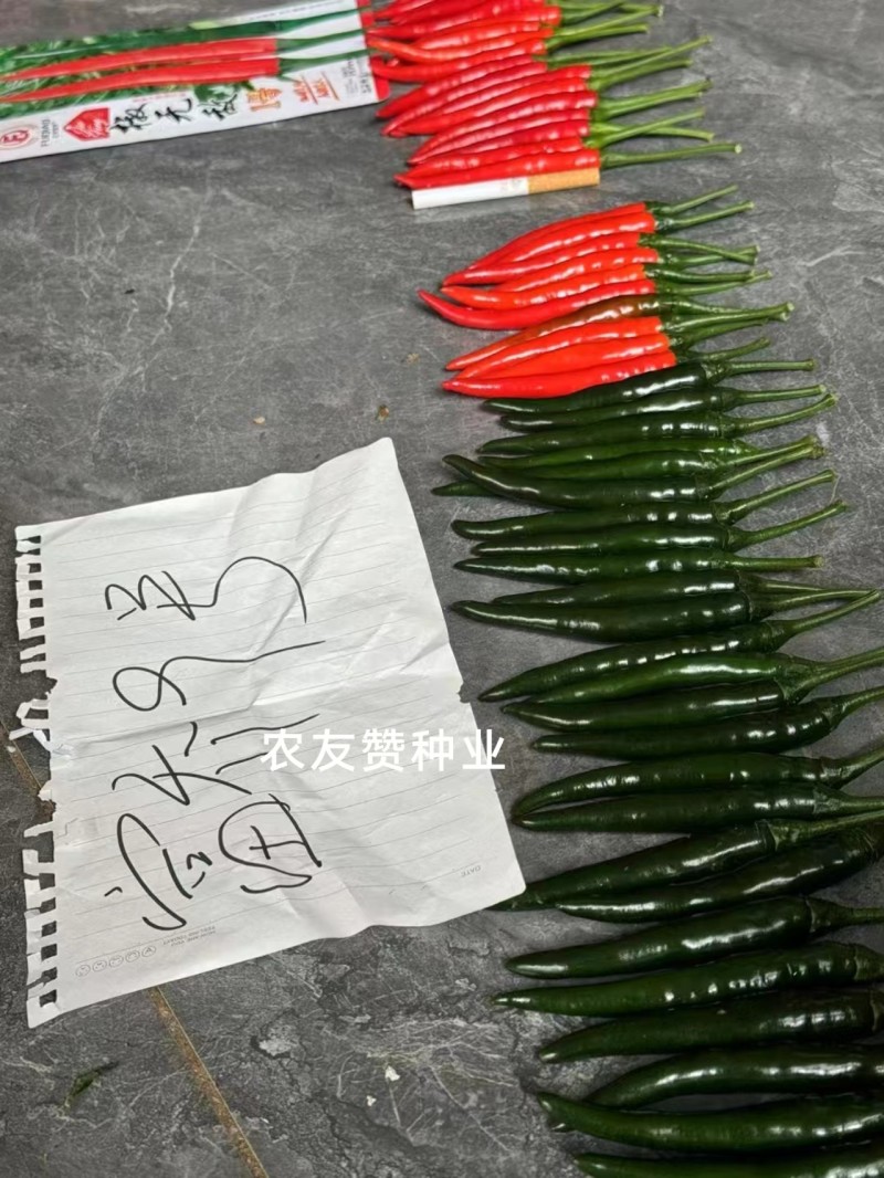富乔9号大果型朝天椒种子青红两用硬度好油亮型早熟特大号
