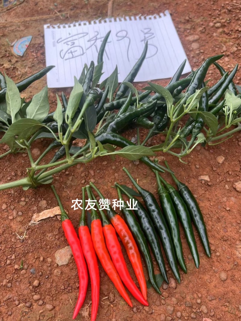 富乔9号大果型朝天椒种子青红两用硬度好油亮型早熟特大号