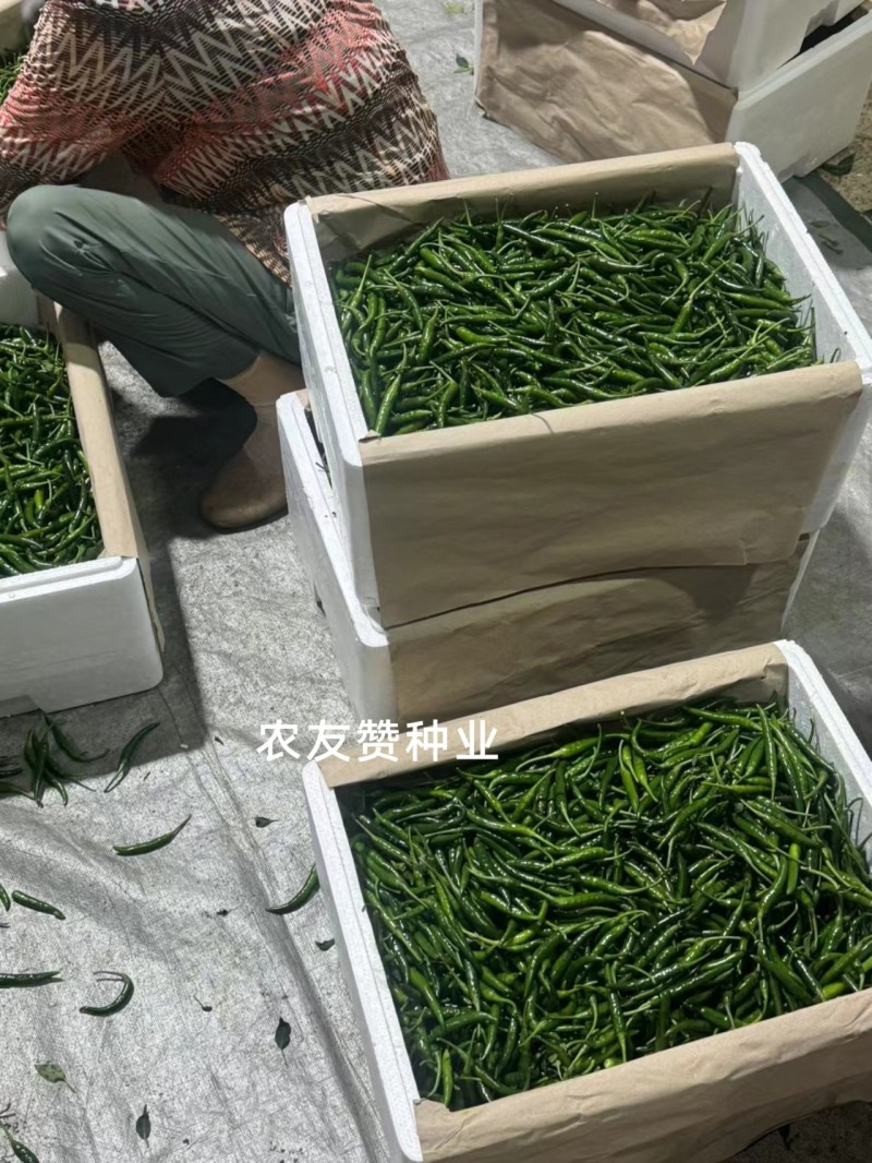 富乔9号大果型朝天椒种子青红两用硬度好油亮型早熟特大号