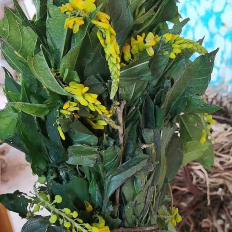 黄花倒水莲