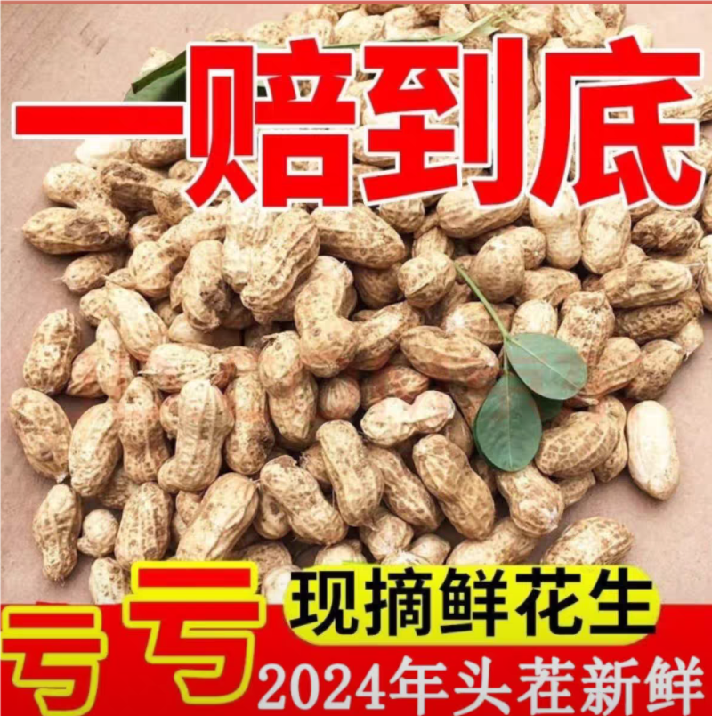 湿花生新鲜粉红皮嫩带壳