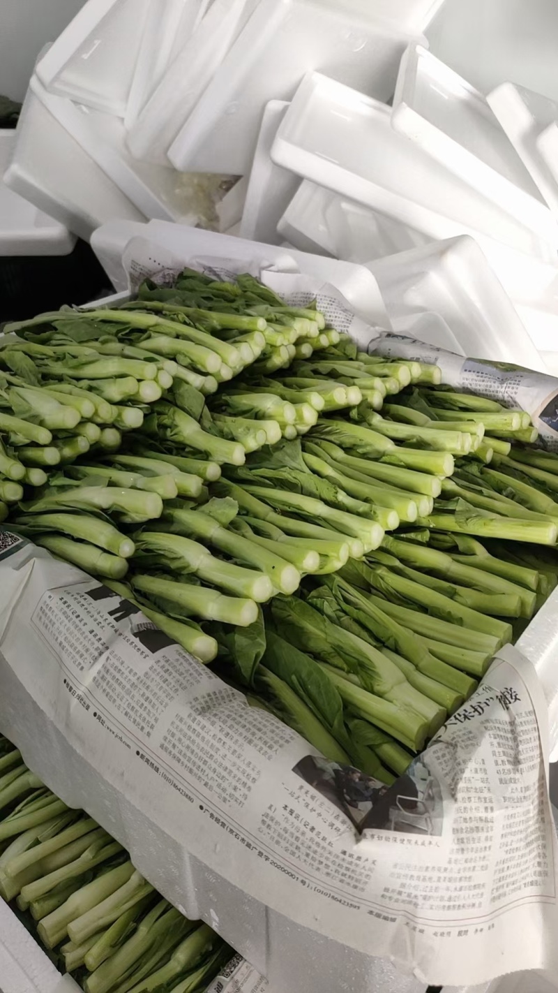 新鲜白菜苔上市，欢迎采购