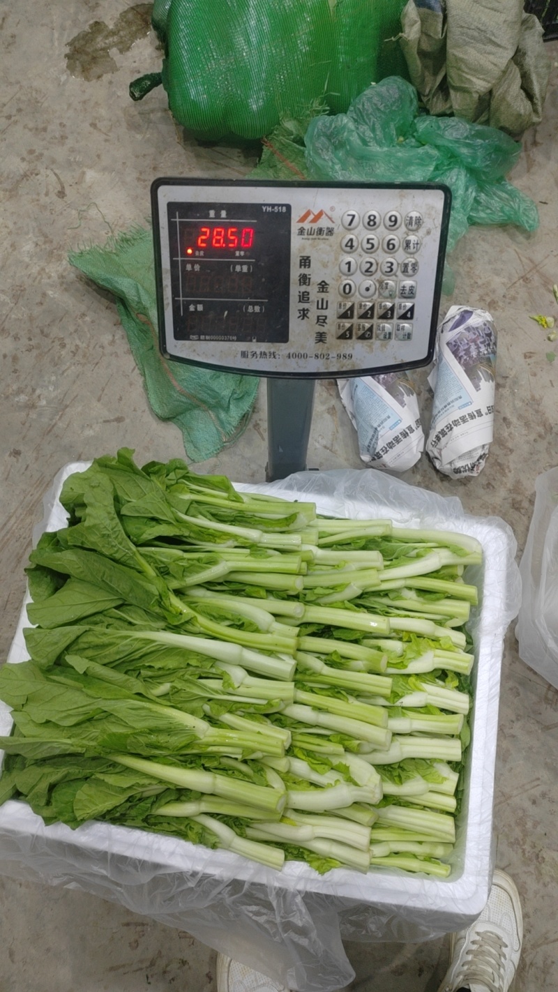 新鲜白菜苔上市，欢迎采购