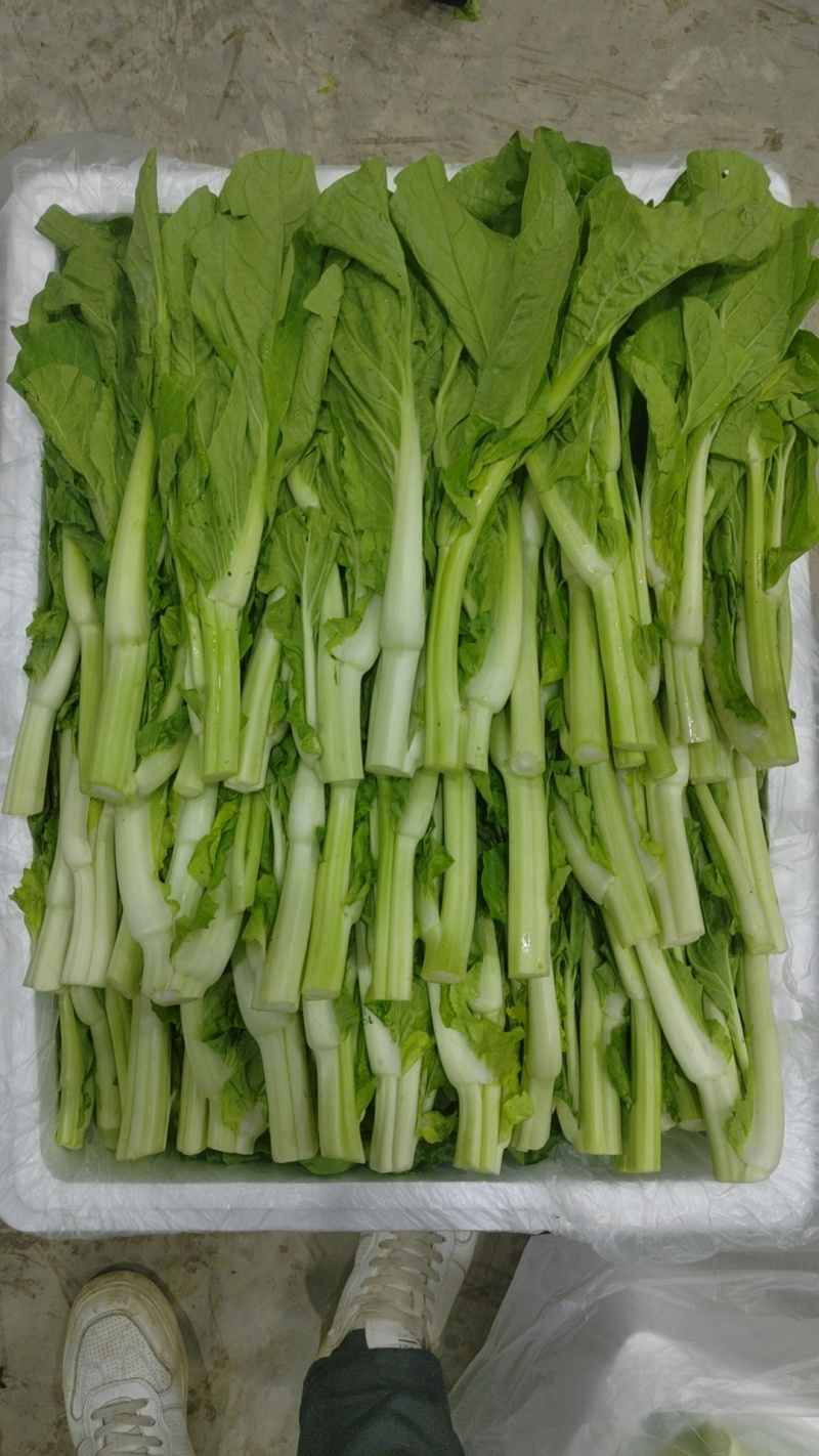 新鲜白菜苔上市，欢迎采购