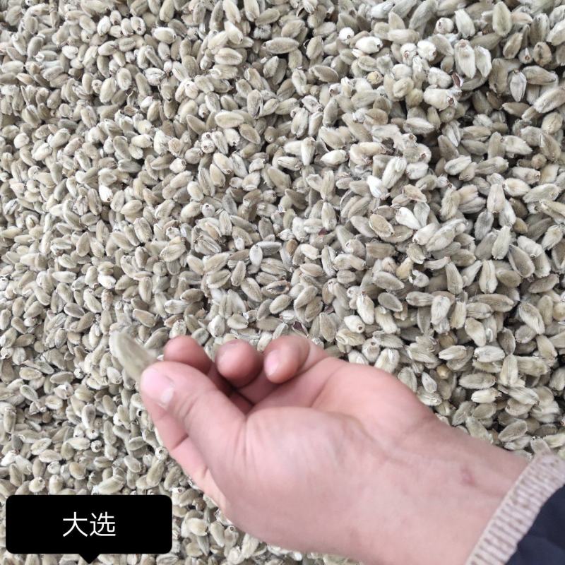 辛夷花产自800里伏牛山脉，全世界70%的货源来源于此。