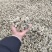 辛夷花产自800里伏牛山脉，全世界70%的货源来源于此。