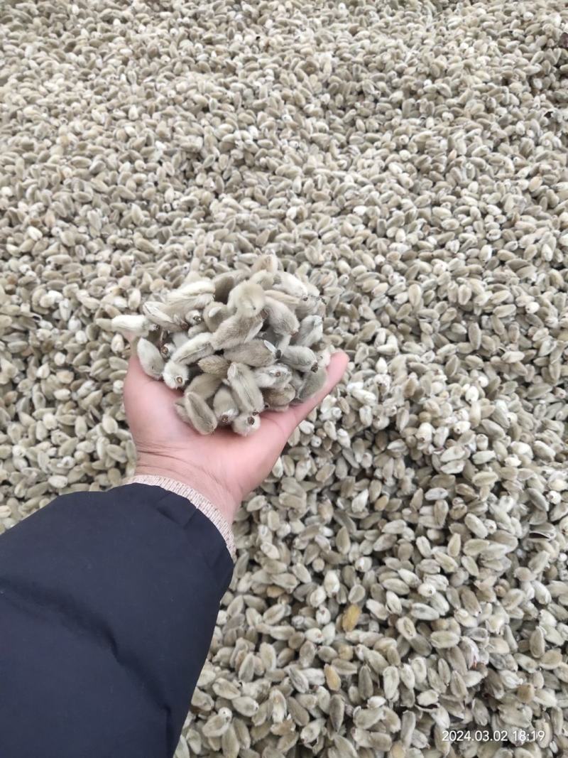 辛夷花产自800里伏牛山脉，全世界70%的货源来源于此。