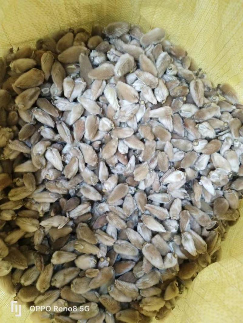 辛夷花产自800里伏牛山脉，全世界70%的货源来源于此。