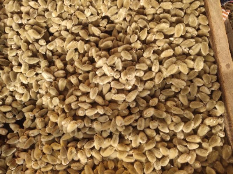 辛夷花产自800里伏牛山脉，全世界70%的货源来源于此。