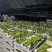 嘉兴市南湖区大桥镇阳光玫瑰大量上市品质保证