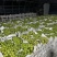 嘉兴市南湖区大桥镇阳光玫瑰大量上市品质保证