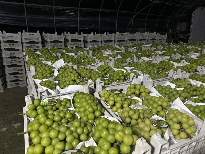 嘉兴市南湖区大桥镇阳光玫瑰大量上市品质保证