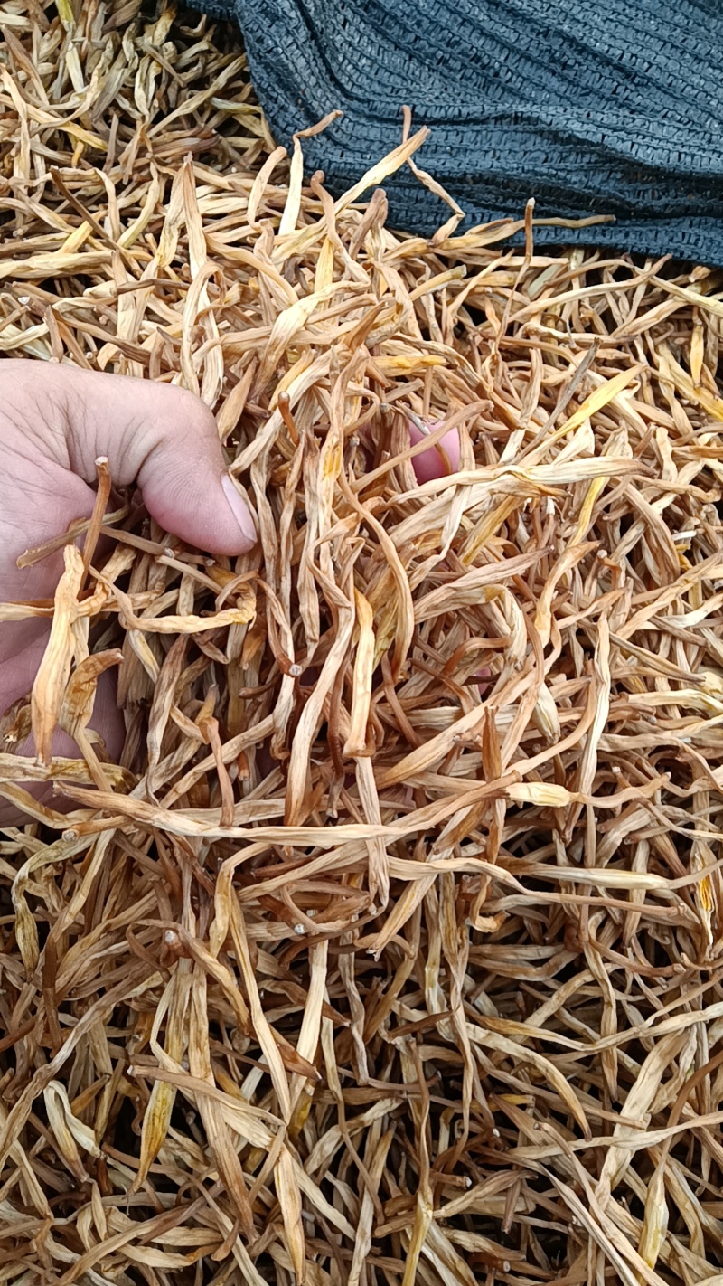 【精选黄花菜】祁东黄花菜新货大白条冷藏干黄花菜