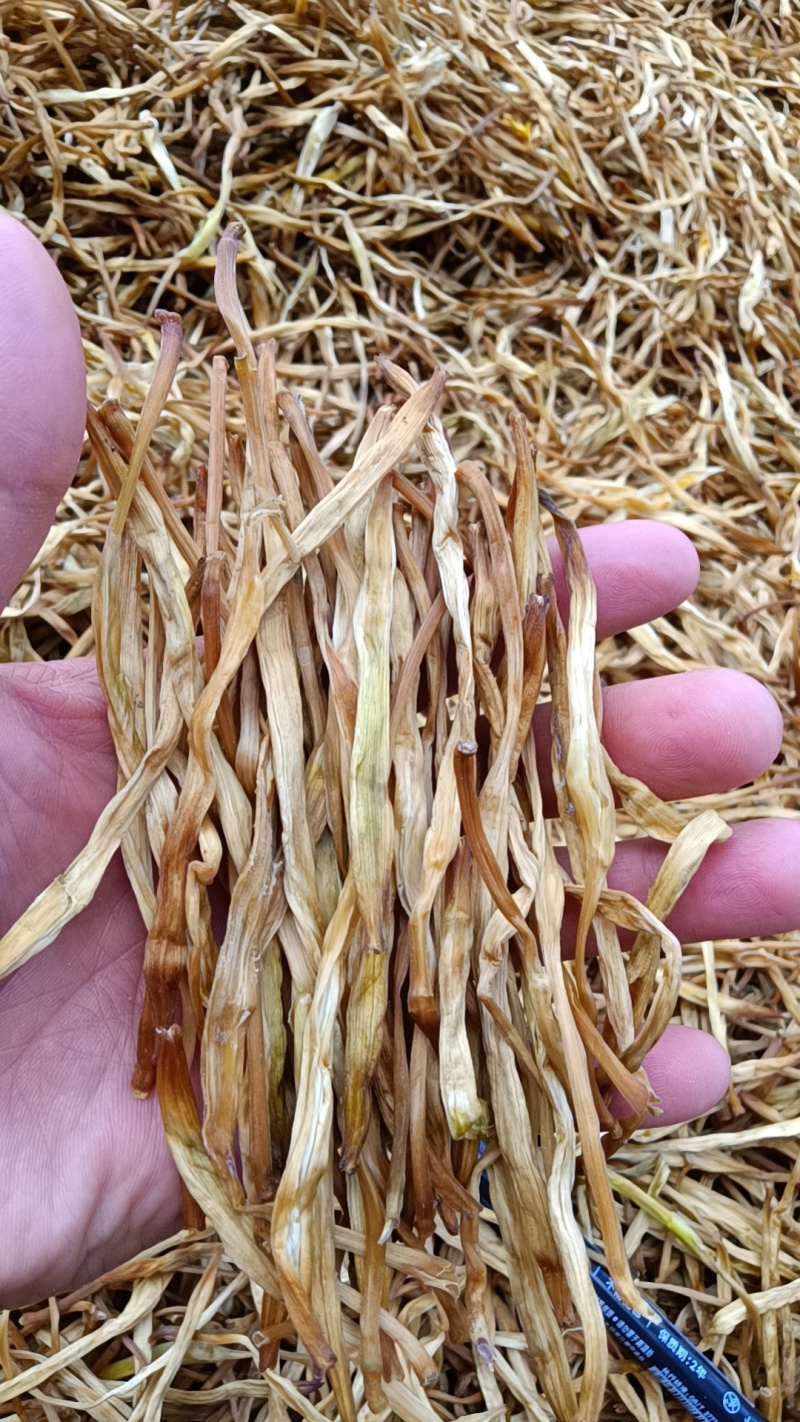 【精选黄花菜】祁东黄花菜新货大白条冷藏干黄花菜