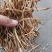 【精选黄花菜】祁东黄花菜新货大白条冷藏干黄花菜