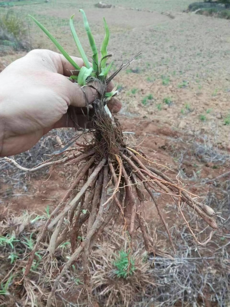 【精选黄花菜种苗】祁东黄花菜种苗可回收鲜花干菜包技术