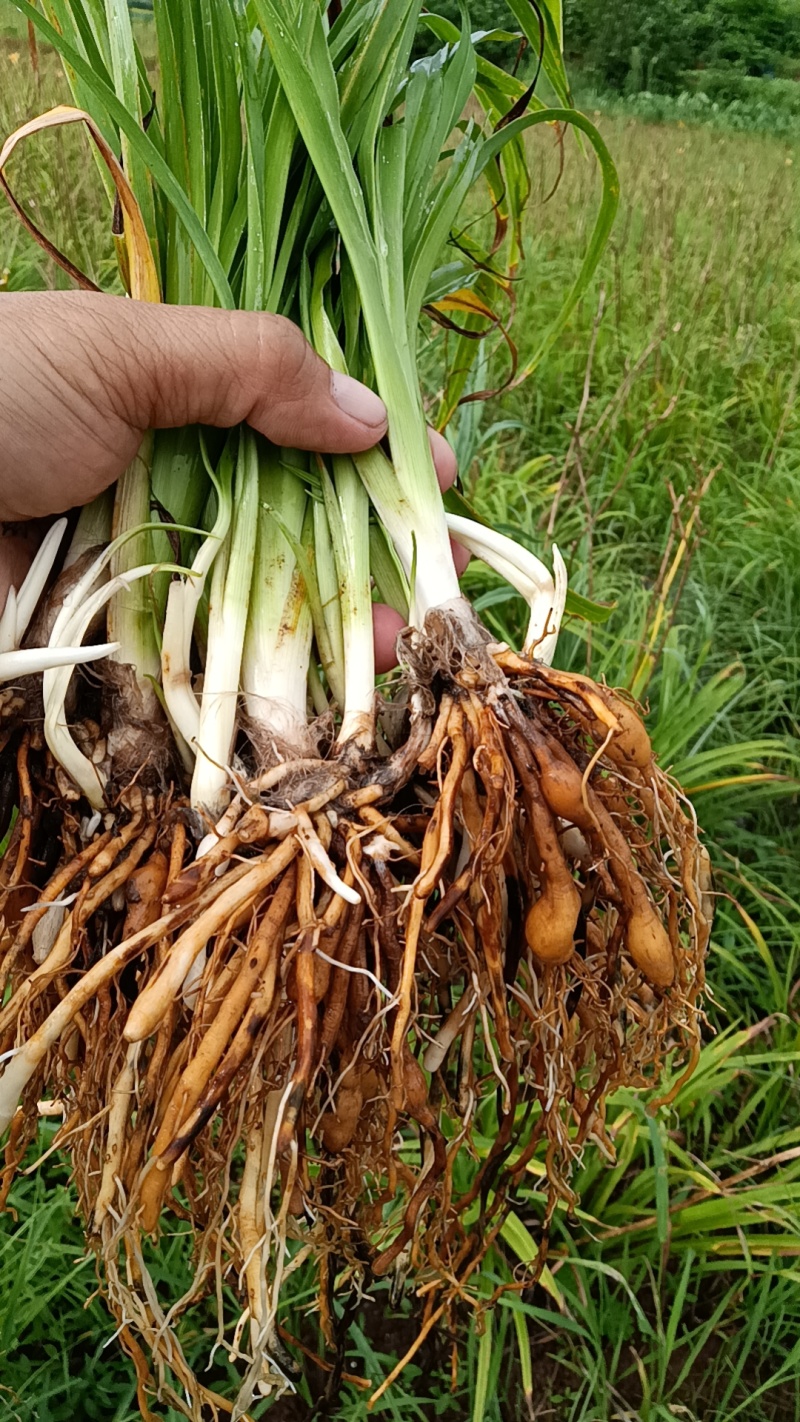 【精选黄花菜种苗】湖南祁东县黄花菜种苗大量供应技术服务