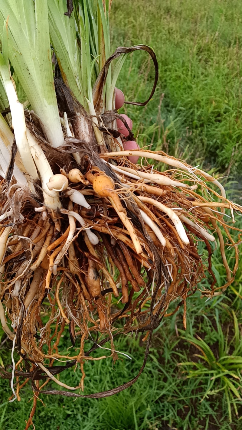 【精选黄花菜种苗】湖南祁东县黄花菜种苗大量供应技术服务