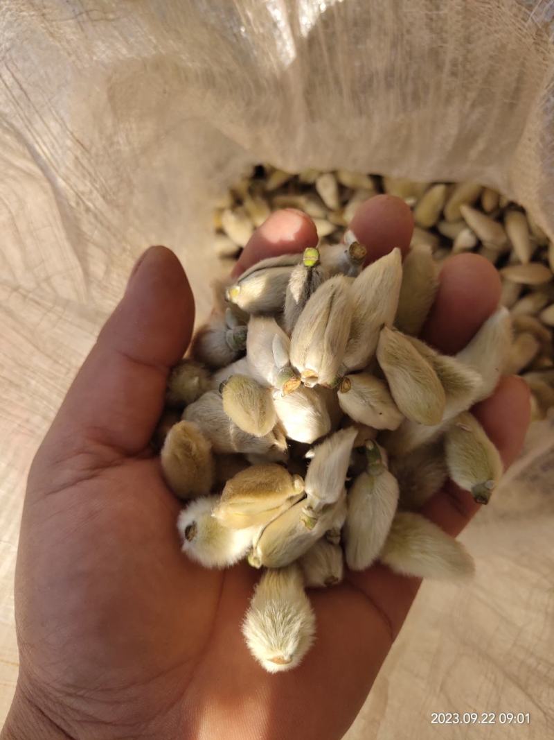 辛夷花来自800里伏牛山脉，年产值占世界70%以上。