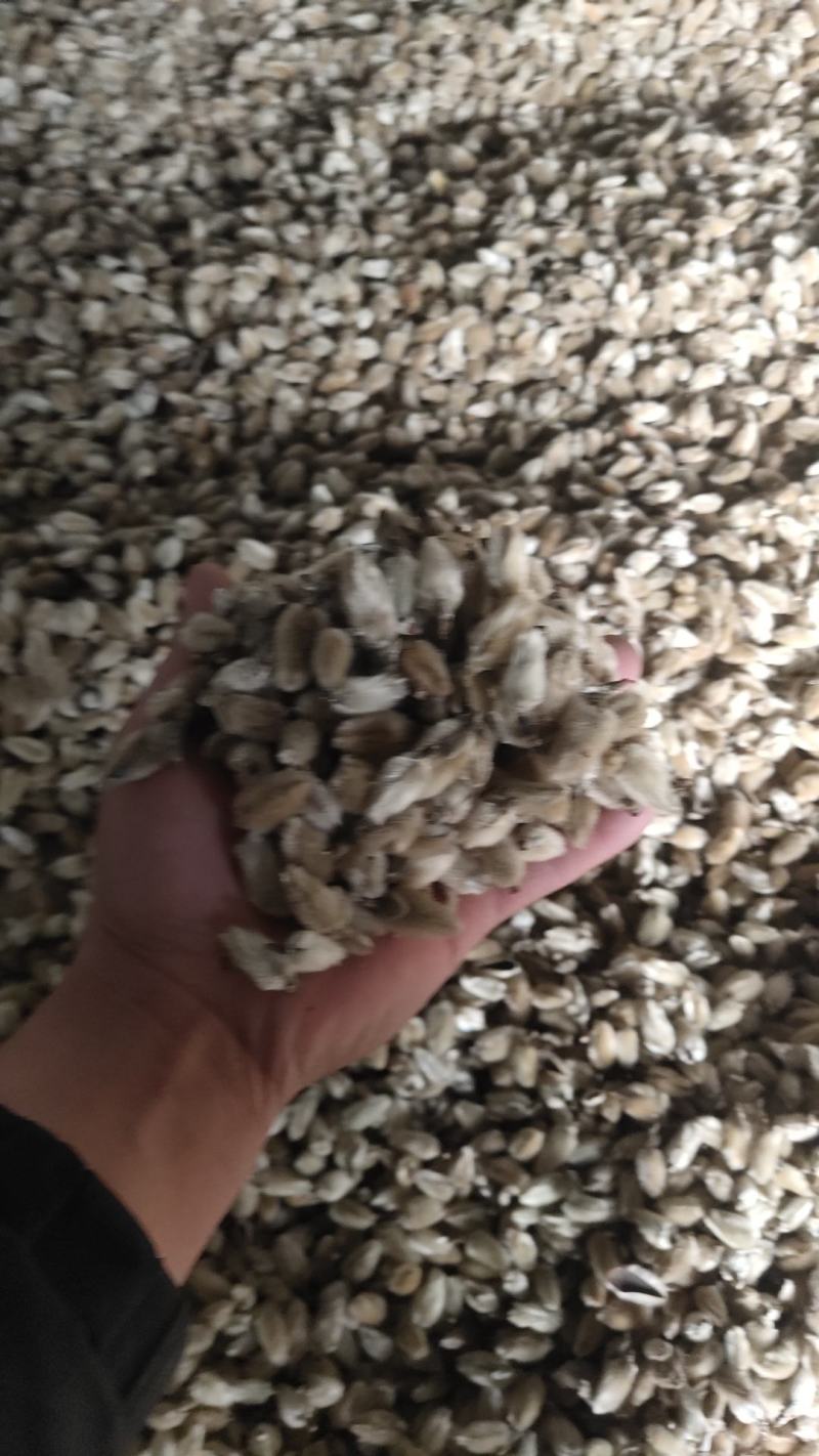 辛夷花来自800里伏牛山脉，年产值占世界70%以上。