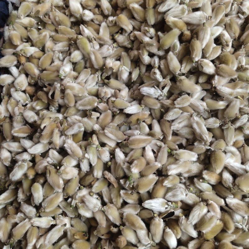 辛夷花来自800里伏牛山脉，年产值占世界70%以上。