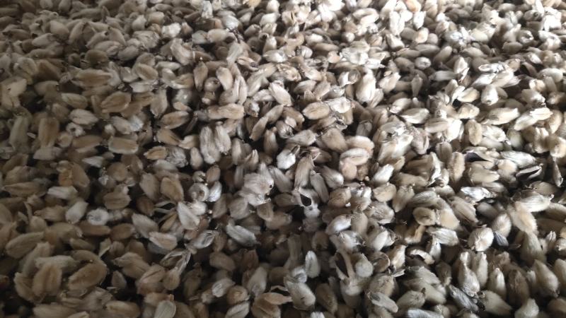 辛夷花来自800里伏牛山脉，年产值占世界70%以上。