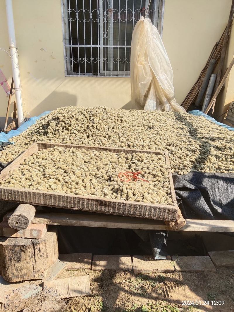 辛夷花产自800里伏牛山脉，全世界70%的货源来源于此。