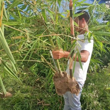甜龙竹苗，勃氏甜龙竹苗优质新品种苗，支持线上保障交易