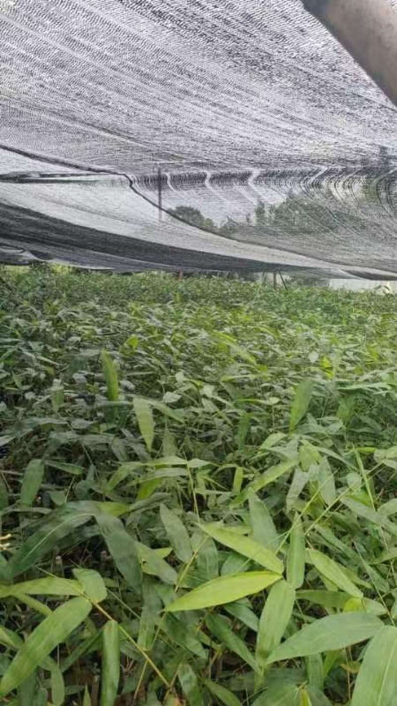 甜龙竹苗，勃氏甜龙竹苗优质新品种苗，支持线上保障交易