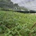 甜龙竹苗，勃氏甜龙竹苗优质新品种苗，支持线上保障交易