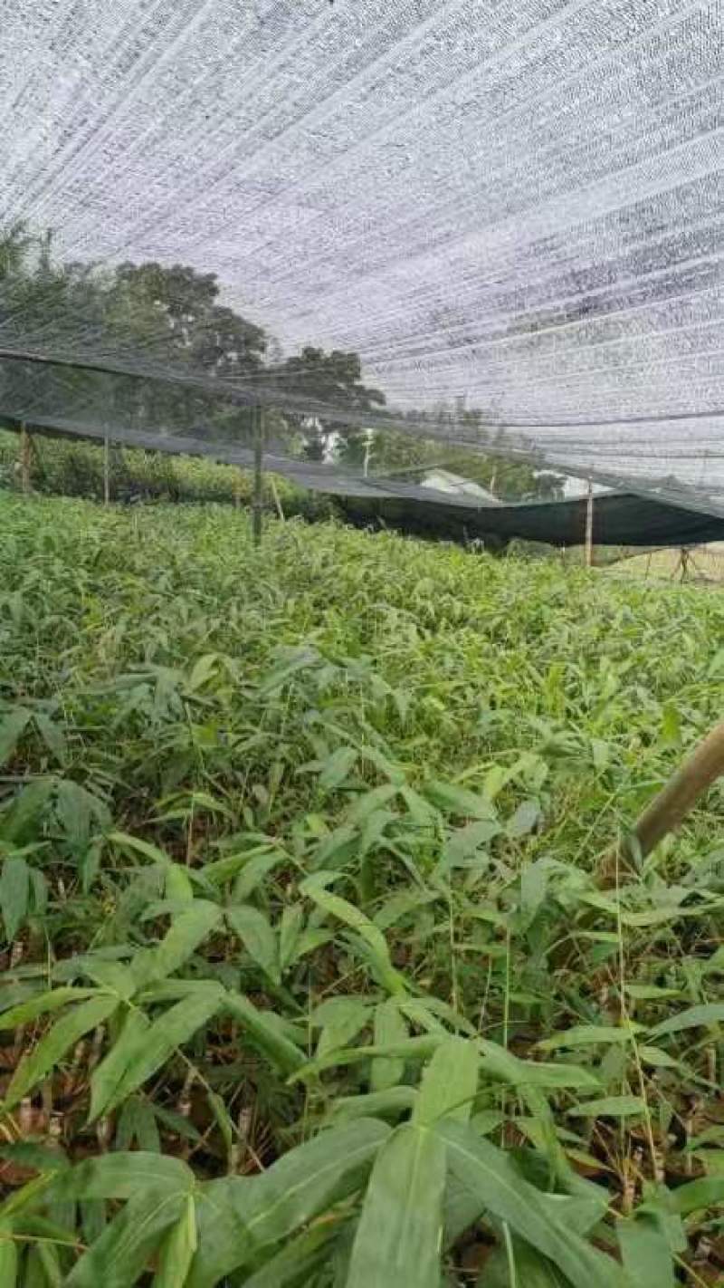甜龙竹苗，勃氏甜龙竹苗优质新品种苗，支持线上保障交易