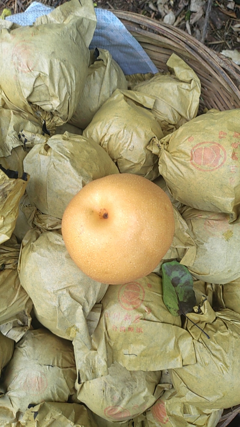 圆黄梨六两起步，个头都大，汁水多