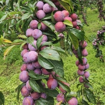 四川小脆红李，大量上市口感脆甜多汁，货源充足