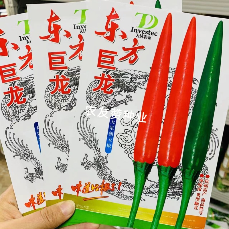 天达东方巨龙辣椒种子大果型朝天椒种子青红两用朝天椒籽抗寒