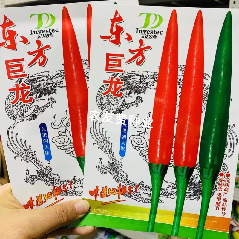 天达东方巨龙辣椒种子大果型朝天椒种子青红两用朝天椒籽抗寒