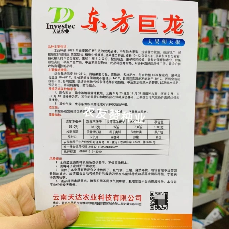 天达东方巨龙辣椒种子大果型朝天椒种子青红两用朝天椒籽抗寒